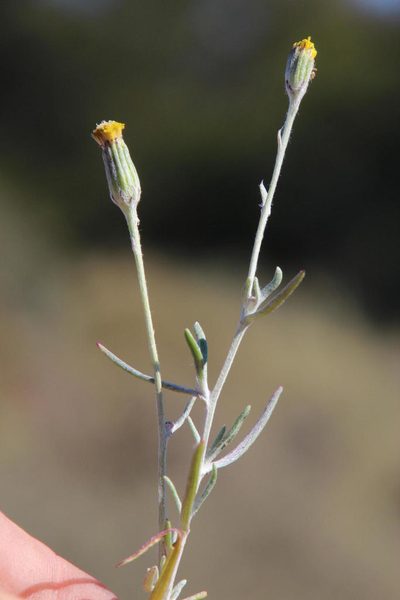 Senecio niveus, photographed by Tony Rebelo