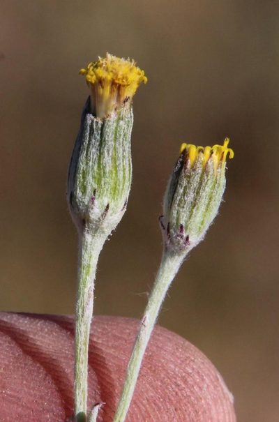 Senecio niveus, photographed by Tony Rebelo