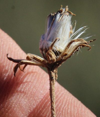 Senecio niveus, photographed by Tony Rebelo