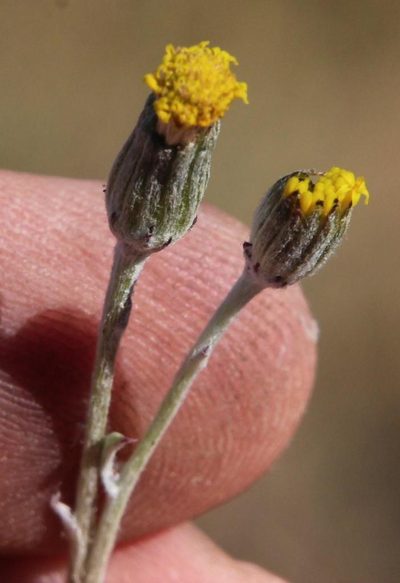 Senecio niveus, photographed by Tony Rebelo