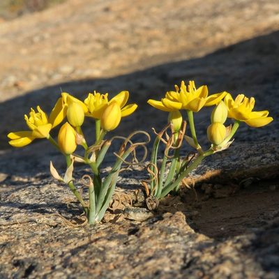 Eliokarmos rupestris, photographed by Kevin Murray