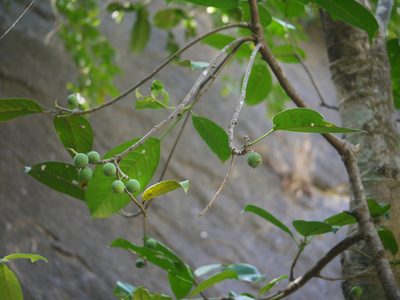 Ficus callosa, photographed by Dinesh Valke