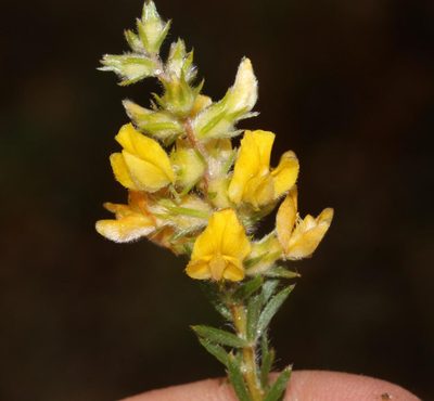 Aspalathus heterophylla, photographed by Brian du Preez