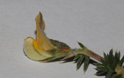 Aspalathus aristifolia, photographed by Brian du Preez