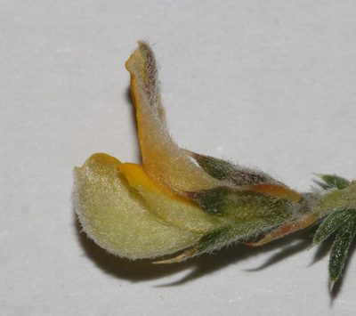 Aspalathus aristifolia, photographed by Brian du Preez