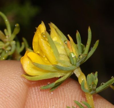 Aspalathus chrysantha, photographed by Brian du Preez