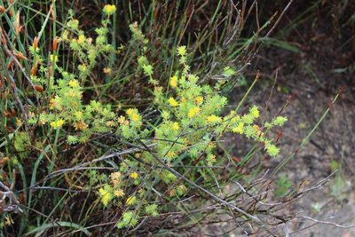 Aspalathus chrysantha, photographed by Brian du Preez
