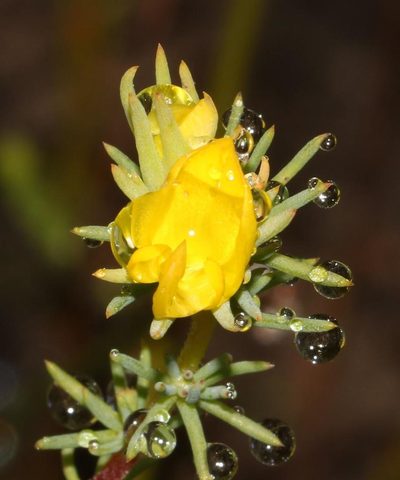 Aspalathus chrysantha, photographed by Brian du Preez