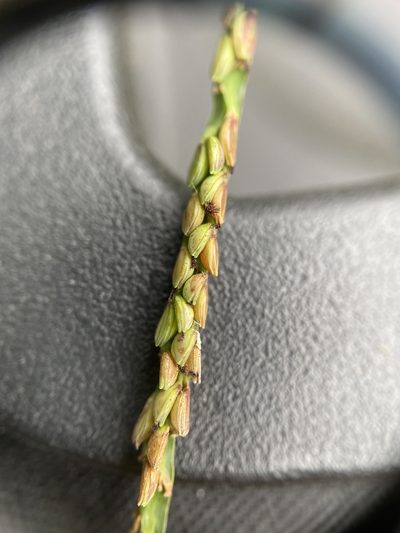 Paspalum thunbergii, photographed by Zihao Wang