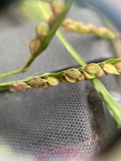 Paspalum thunbergii, photographed by Zihao Wang