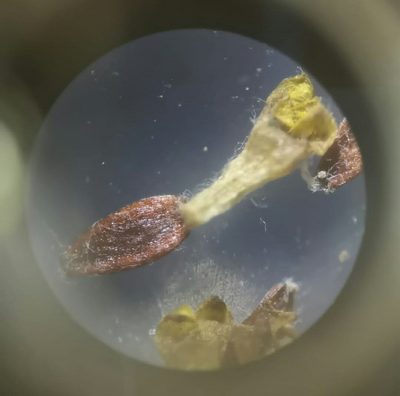 Cotula vulgaris, photographed by Jeremy Gilmore