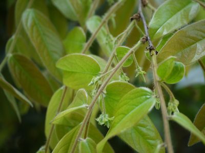 Diospyros saldanhae, photographed by Dinesh Valke