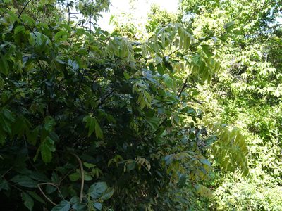 Diospyros saldanhae, photographed by Dinesh Valke