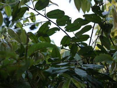 Diospyros saldanhae, photographed by Dinesh Valke