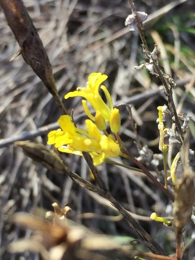 Sisymbrium polymorphum, photographed by Елена Патерикина