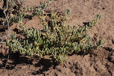 Mesembryanthemum tetragonum, photographed by Tony Rebelo