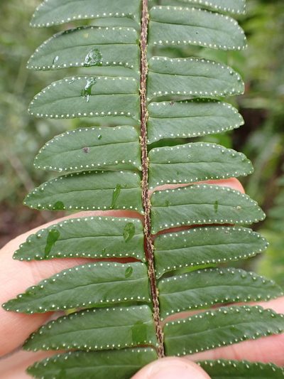 Nephrolepis pectinata, photographed by Skjold Søndergaard