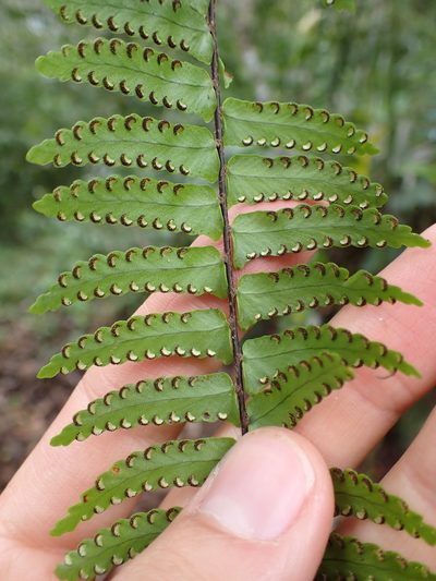 Nephrolepis pectinata, photographed by Skjold Søndergaard
