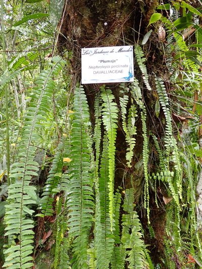 Nephrolepis pectinata, photographed by Skjold Søndergaard