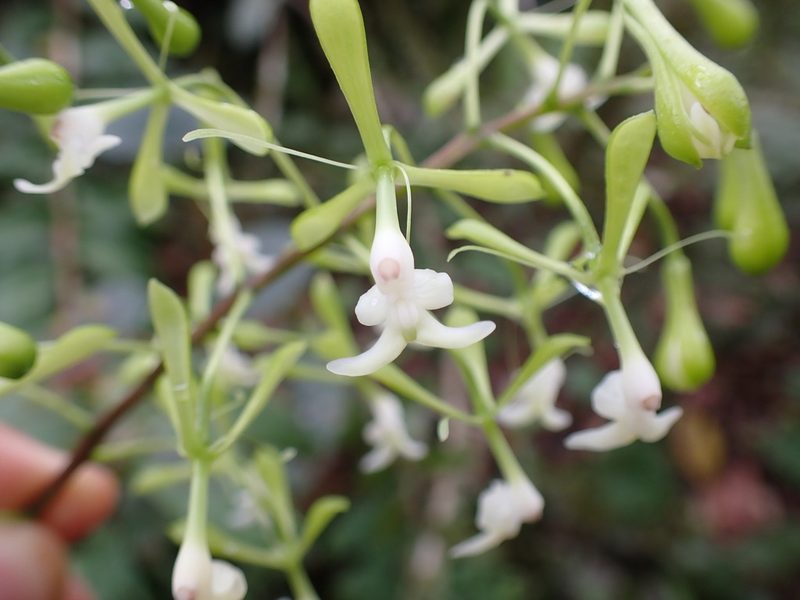Epidendrum paniculourubambense, photographed by Skjold Søndergaard