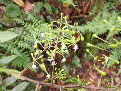 Epidendrum paniculourubambense, photographed by Skjold Søndergaard