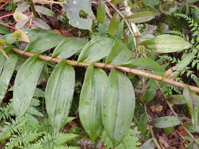 Epidendrum paniculourubambense, photographed by Skjold Søndergaard