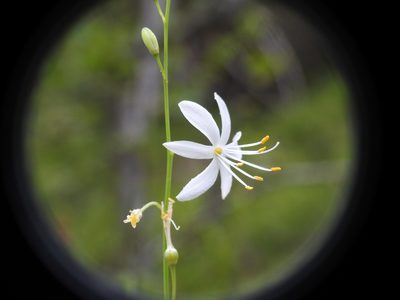 Anthericum ramosum, photographed by Yves Bas