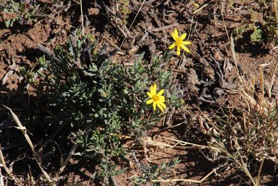 Osteospermum sinuatum, photographed by Tony Rebelo