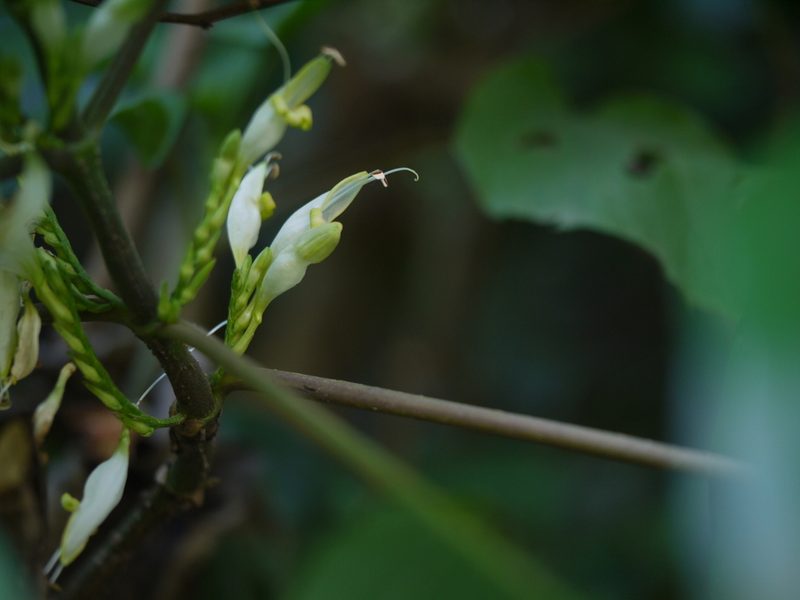 Gymnostachyum latifolium, photographed by Dinesh Valke