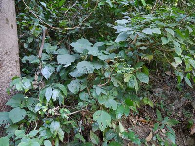 Gymnostachyum latifolium, photographed by Dinesh Valke