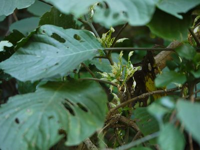 Gymnostachyum latifolium, photographed by Dinesh Valke