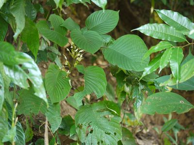 Gymnostachyum latifolium, photographed by Dinesh Valke
