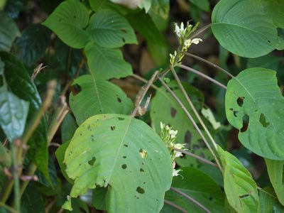 Gymnostachyum latifolium, photographed by Dinesh Valke