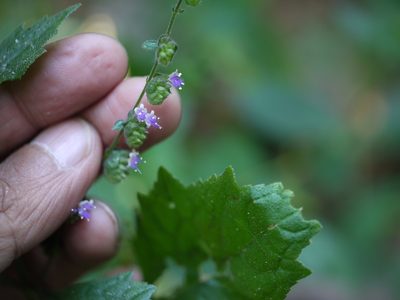 Pogostemon paniculatus, photographed by Dinesh Valke
