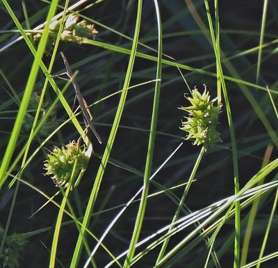 Carex bonariensis, photographed by Hugo Hulsberg