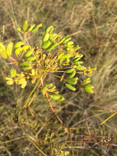 Peucedanum ruthenicum, photographed by Елена Патерикина