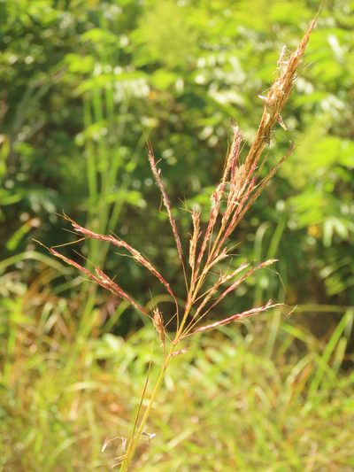 Bothriochloa glabra, photographed by chiuluan