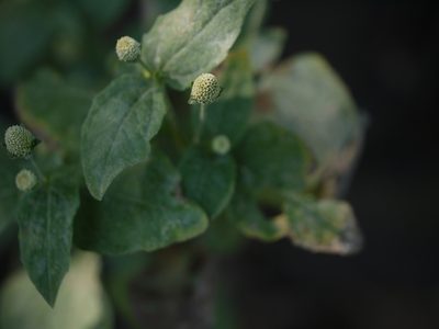 Acmella radicans, photographed by Dinesh Valke