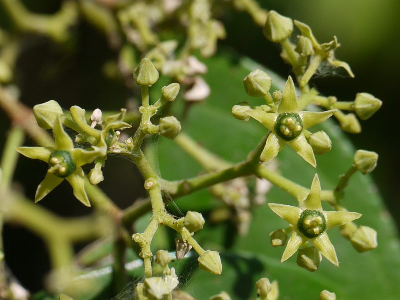Loeseneriella africana, photographed by Dinesh Valke