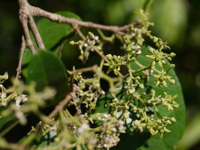 Loeseneriella africana, photographed by Dinesh Valke