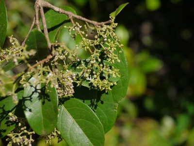 Loeseneriella africana, photographed by Dinesh Valke