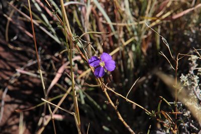 Heliophila suavissima, photographed by Tony Rebelo