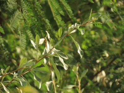 Elaeagnus oldhamii, photographed by chiuluan