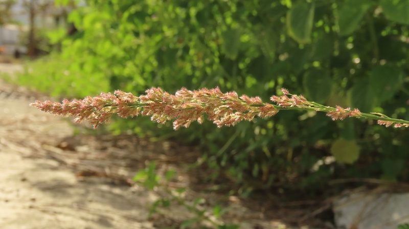 Eragrostis ciliaris, photographed by chiuluan
