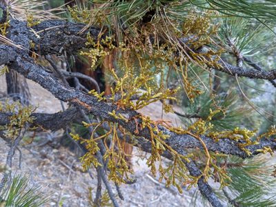 Arceuthobium campylopodum, photographed by Zac Peterson
