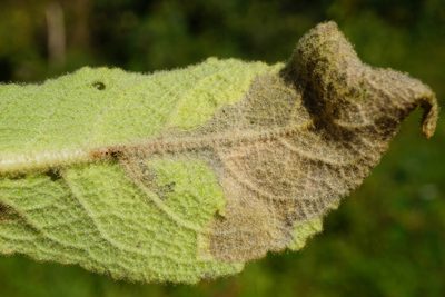 Verbascum phlomoides, photographed by Patrick Hacker