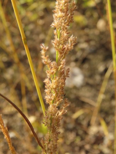 Eragrostis ciliaris, photographed by chiuluan