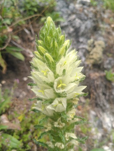 Campanula thyrsoides, photographed by Yves Bas