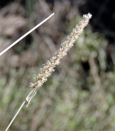 Cenchrus myosuroides, photographed by Hugo Hulsberg