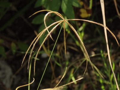 Chloris pycnothrix, photographed by chiuluan